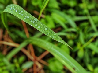 grass with dew drops