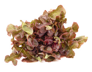 Fresh red lettuce isolated on white background.