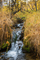 A small waterfall on a forest stream. Streams of water among the yellow autumn grass. Fall season. Natural background.