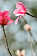  lovely magnolia blossom in springtime