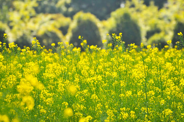 field of yellow rapeseed