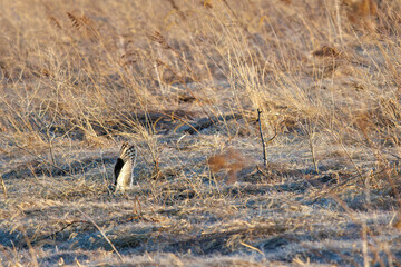狩りのために夕暮れの葦原に飛び込む美しいコミミズク（フクロウ科）。

日本国埼玉県、荒川河川敷にて。
2024年3月23日撮影。

A beautiful Short-eard Owl (Asio flammeus, family comprising owls) dives into a reed bed to hunt in twilight.

At Tonegawa riverbed, G