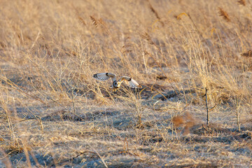 夕暮れの葦原から飛び出す美しいコミミズク（フクロウ科）。

日本国埼玉県、荒川河川敷にて。
2024年3月23日撮影。

A beautiful Short-eard Owl (Asio flammeus, family comprising owls) flying out of a reed bed in twilight.

At Arakawa riverbed, Saitama pref