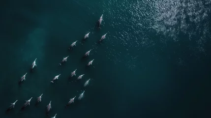 Selbstklebende Fototapeten a drone shot scene capturing vast numbers of narwhal swimming in the ocean, seen from above, birds eye view © thesmallthings