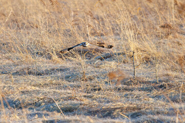 夕暮れの葦原から飛び出す美しいコミミズク（フクロウ科）。

日本国埼玉県、荒川河川敷にて。
2024年3月23日撮影。

A beautiful Short-eard Owl (Asio flammeus, family comprising owls) flying out of a reed bed in twilight.

At Arakawa riverbed, Saitama pref