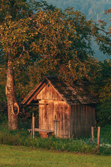Wooden farm shed and old walnut tree in summer sunset, scenic image from Bohinj region in Slovenia