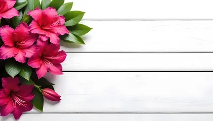Gardinen pink azaleas flower, floral background, on a white wooden background with copy space  © PREM