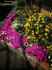 flowers in a garden