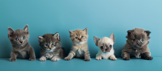 A captivating line-up of five different fluffy kitten breeds looking directly at the viewer - obrazy, fototapety, plakaty
