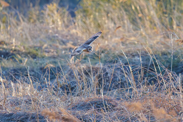 夕暮れに狩りのために葦原を飛翔する美しいコミミズク（フクロウ科）。

日本国埼玉県、荒川河川敷にて。
2024年3月23日撮影。

Beautiful Short-eard Owl (Asio flammeus, family comprising owls) in flight to hunt of a reed bed in twilight.

At Arakawa riverbed, Sa