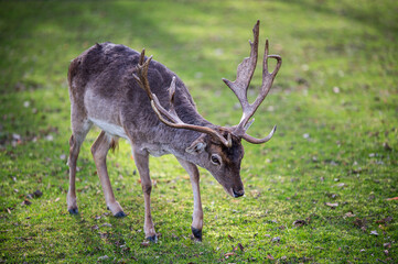 fallow deer with antlers aproaching closer with head closer to ground