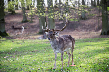 fallow deer with antlers aproaching with raised head 