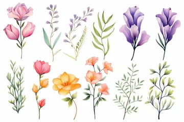Foto op Plexiglas watercolor of freesia clipart with fragrant blooms in various colors. flowers frame, botanical border, floral illustration for wedding invitations, floristic, beauty salon. Tropical, spring blossom. © JR BEE