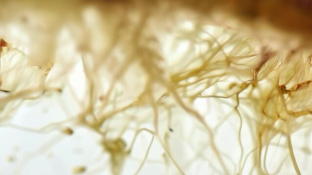 Magnified image of a root tip showing the tiny root hairs that absorb water and nutrients from the soil. . AI generation.