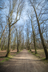 Path with huge trees and sky in the park Blatná, Czech Republic, vertical 