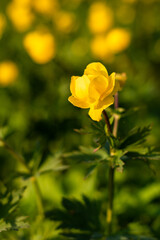 A blossoming meadow full of wildly growing European globeflower in the heart of the Jizera Mountains below the Bukovec mountain