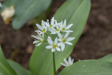 Wood garlic (Allium ursinum) in bloom. Closeup of the inflorescence. - obrazy, fototapety, plakaty