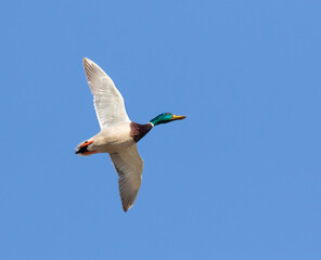 Fototapeta na wymiar Mallard, Anas platyrhynchos. A male bird flies over a river against a blue sky