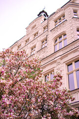 Fototapeta na wymiar magnolia near the building