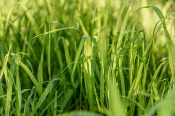 Fototapeta na wymiar Morning Grass With Dew Blurrd Green Background