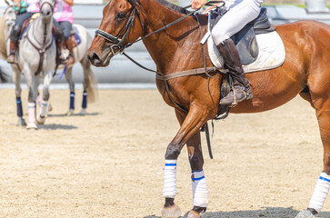 detail of the legs of two horses in a horseball game, equestrian sports concept