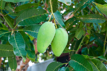 Mango fruit hanging on the tree with green leaves,mango field,summer fruit garden orchard,fresh thai mangoes tropical fruit,agricultural concept,mango farm,bunch of green and ripe mango.