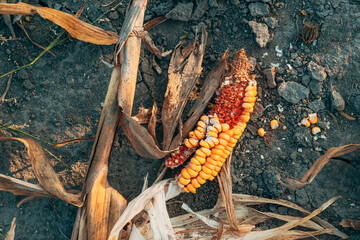 Damaged corn on the cob on farmland ground