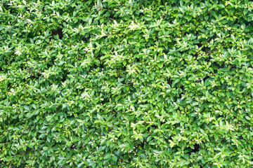 Fototapeta premium green abstract