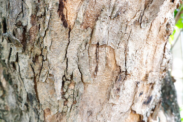 big tree trunk