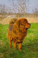Tibetan Mastiff, red-colored, on a meadow with partially dried grass, attentively observing the surroundings.