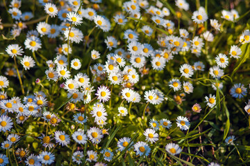 Close-up top view of blooming field with white daisies.