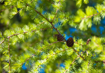 Conifer branch with two cones close-up in sunlight.