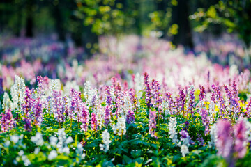 Magical forest is covered with Corydalis cava flowers in sunny day. - 772931642