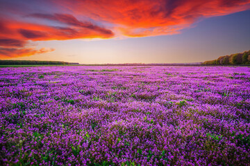 Magical purple wildflowers in a field at sunset. - 772931855