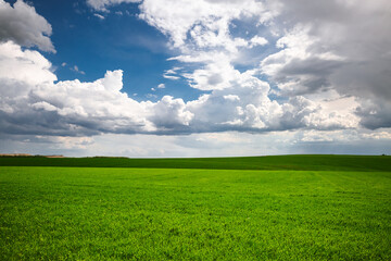 Young green grass and perfect blue sky with cumulus clouds.