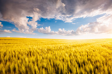 Gorgeous ripe ears of wheat in a field with fluffy snow-white clouds. - 772932089