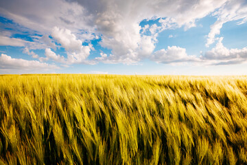Gorgeous ripe ears of wheat in a field with fluffy snow-white clouds. - 772932094