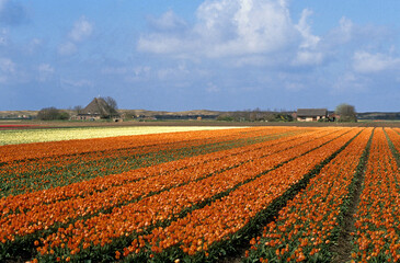 Culture des Tulipes, Pays Bas