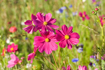 Fototapeta premium Prairie fleurie, Cosmos bipinnatus , Cosmos