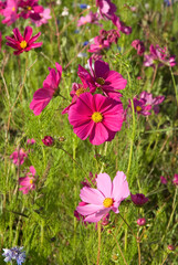 Obraz premium Prairie fleurie, Cosmos bipinnatus , Cosmos