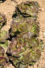 Lactuca sativa 'Flammes' , Laitue, salade