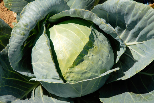 Brassica oleracea 'Cabus rond Guardian', Chou
