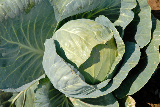 Brassica oleracea 'Cabus rond Guardian', Chou