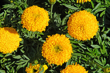 Tagetes patula 'Pollux orange' , Oeillet d'inde
