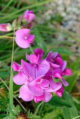 Lathyrus odoratus, Pois de senteur