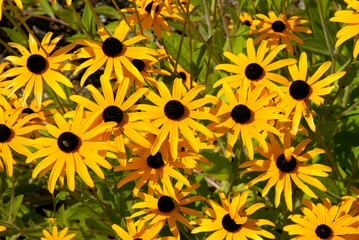 Rudbeckia, rudbekia fulgida 'Goldsturm'