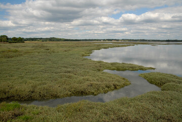 obione, Halimione portulacoides, Ile Chevalier, site natuel protege, r&eacute;gion Bretagne, Pont l'Abb&eacute;, 29, finist&egrave;re, France
