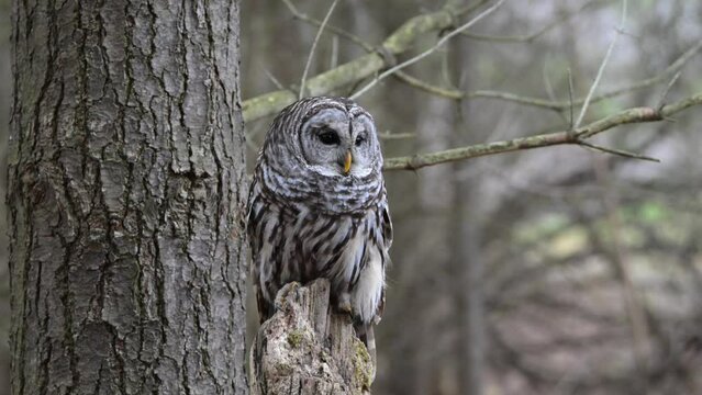 Barred owl perching on a tree stump in Ontario, Canada