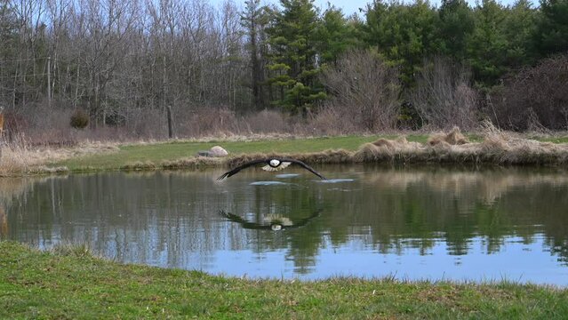 120 fps slow motion video of an eagle taking off, saying over a pond and landing. 