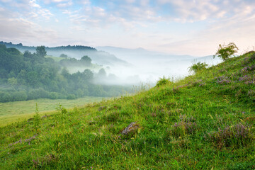 carpathian countryside scenery on a foggy morning. mountainous rural landscape of ukraine with grassy meadows, forested hills and misty valley in summer. clouds above the mountains
